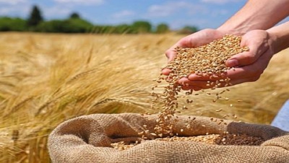 پرداخت ۲۵ درصد از مطالبات گندمکاران