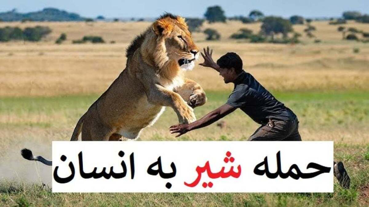 حمله برق آسای شیر به مرد کنجکاو + فیلم حمله برق آسای شیر به مرد کنجکاو + فیلم