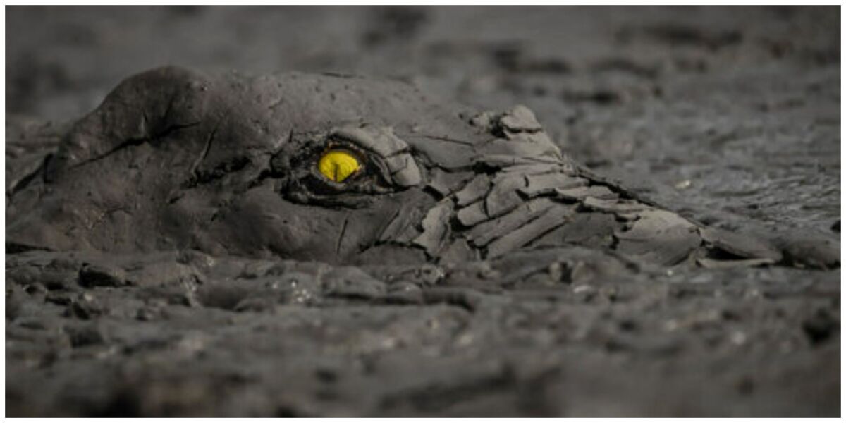 ازدواج شهردار مکزیکی با یک بچه تمساح + فیلم