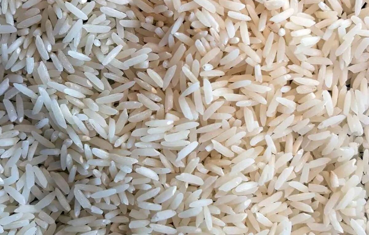 آمارهای نادرست دولت قبل درمورد تولید برنج یکی از دلایل گرانی است آمارهای نادرست دولت قبل درمورد تولید برنج یکی از دلایل گرانی است