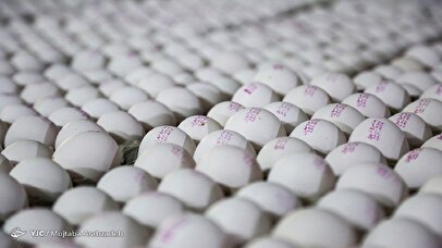 مرغداران ایرانی ۲۰ هزار میلیارد تومان زیان دیدند