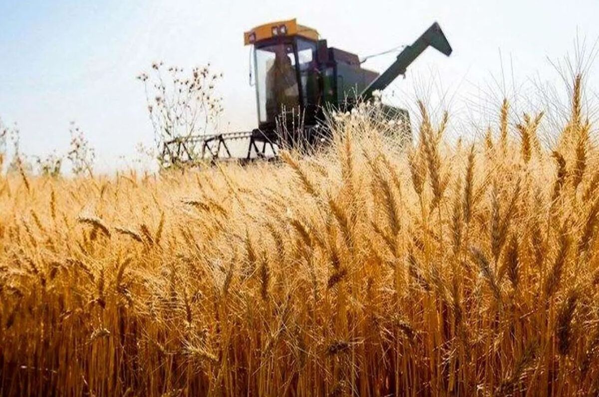 جزئیات جدید از زمان پرداخت مطالبات گندمکاران جزئیات جدید از زمان پرداخت مطالبات گندمکاران