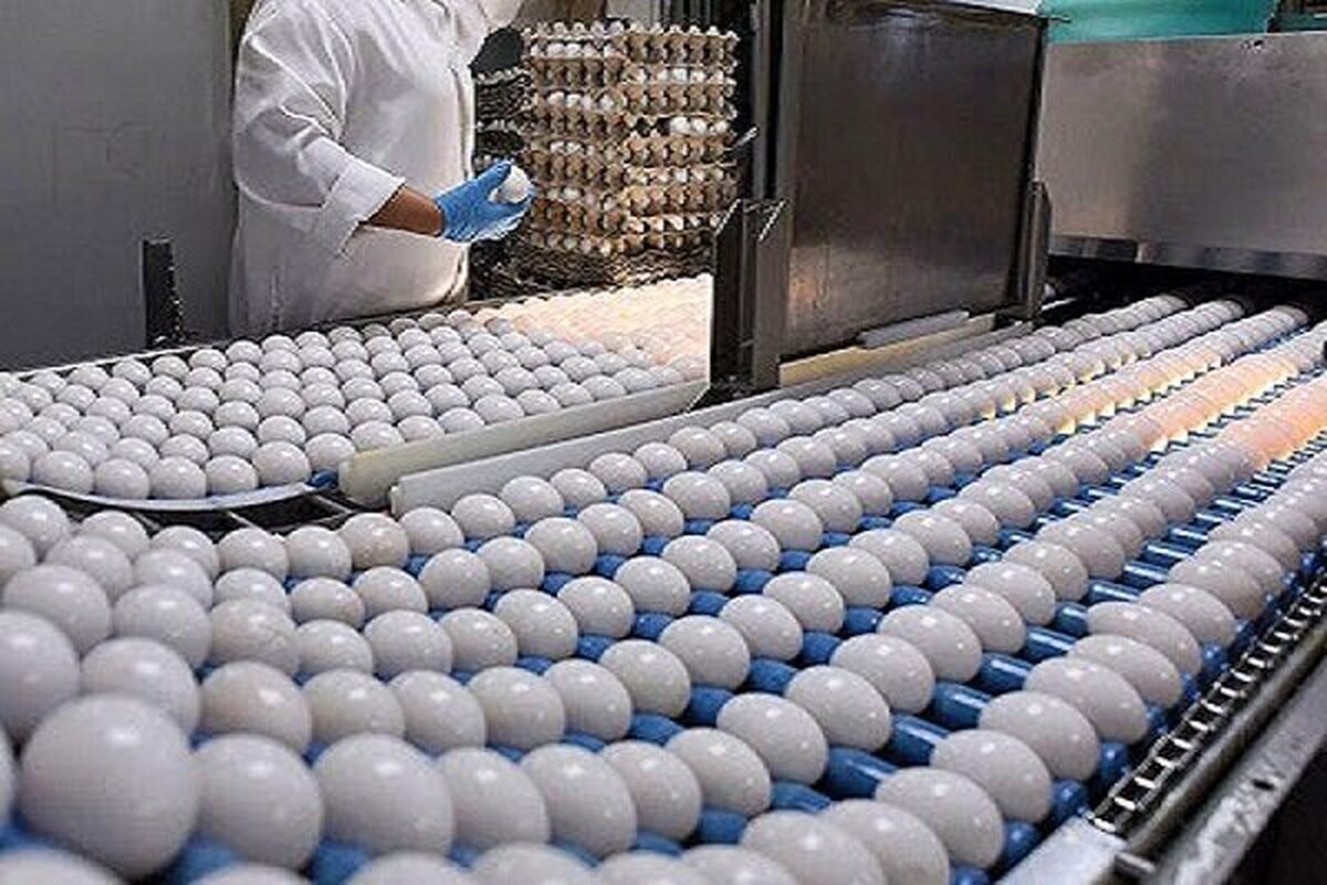 قطع برق علت اصلی افزایش صادرات تخم مرغ