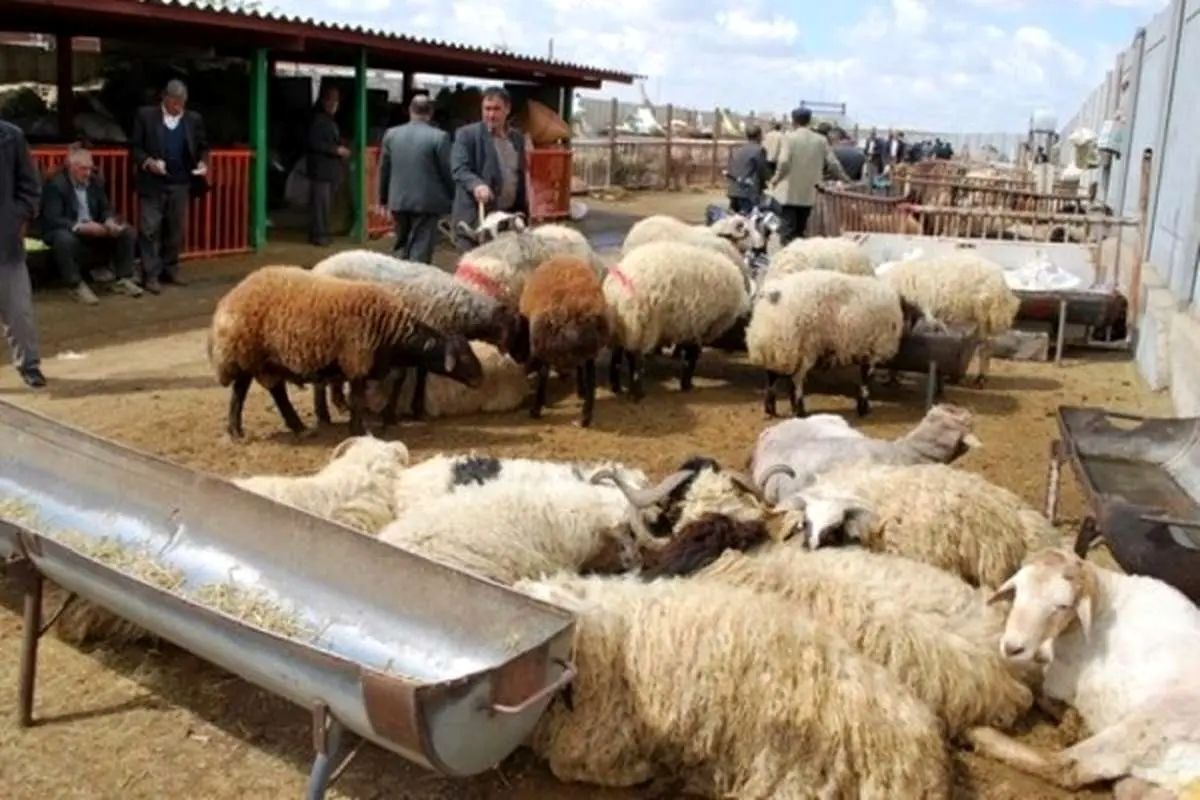 جدید‌ترین قیمت دام زنده در بازار/ منتظر گوشت ۴۵۰ هزار تومانی باشید