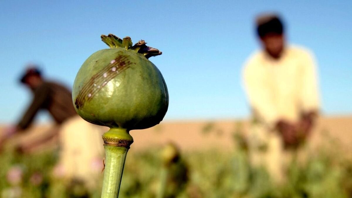 قیمت تریاک شدیدا گران شد