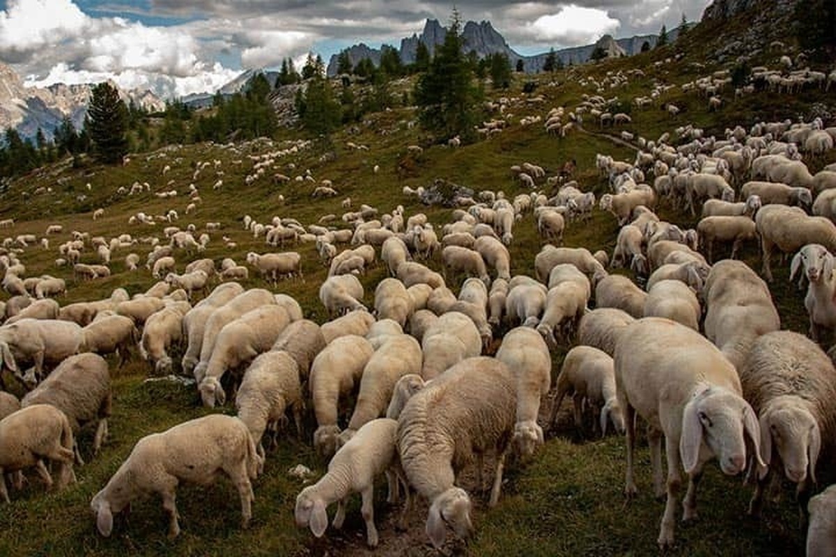 قیمت دام زنده در روزهای پایانی ماه صفر کیلویی چند؟ قیمت دام زنده در روزهای پایانی ماه صفر کیلویی چند؟