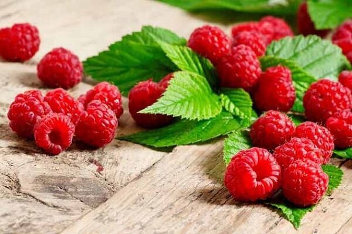 میوه ای خوشمزه برای لاغری و تقویت حافظه میوه ای خوشمزه برای لاغری و تقویت حافظه
