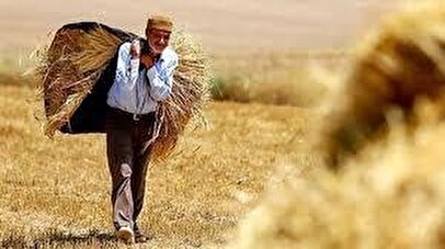 مطالبات پرداخت نشده گندمکاران به ۶۹ درصد رسید!