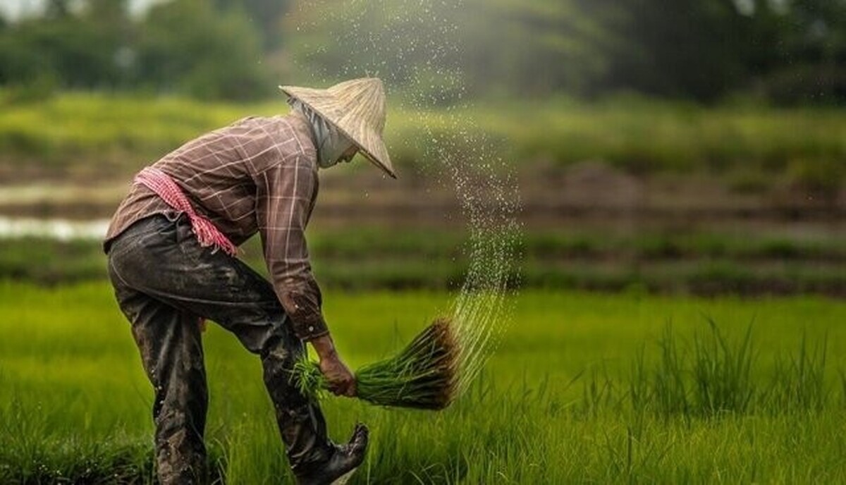 خبر خوش برای کشاورزان