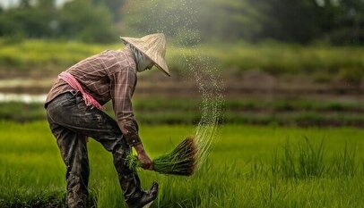 خبر خوش برای کشاورزان
