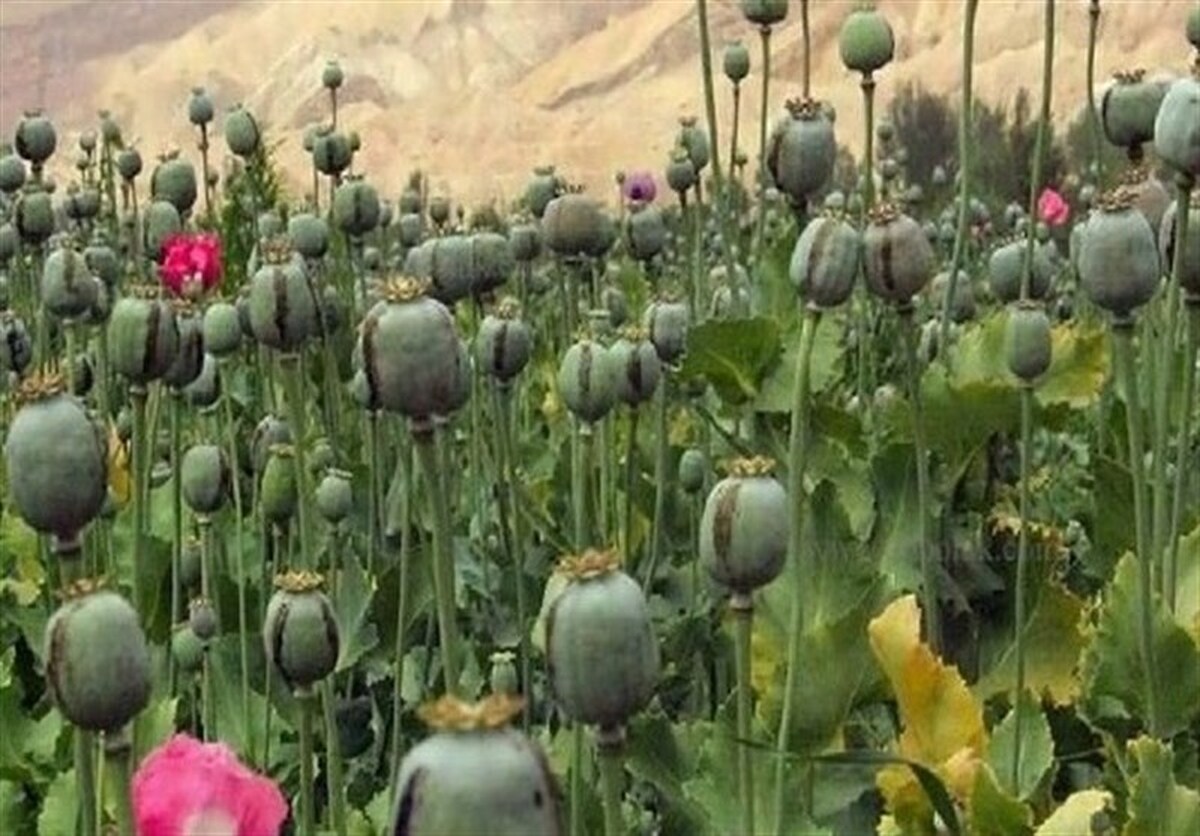 داروهای مشتق از تریاک/ ضرورت حیاتی کشت مجاز این گیاه برای درمان بیماری‌ها
