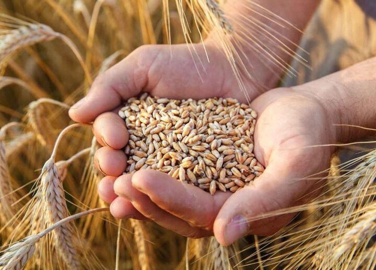 خرید ۷.۷ میلیون تن گندم از کشاورزان تضمین شد