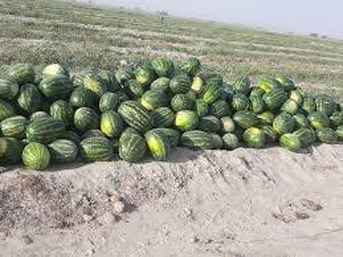 انتقال آب برای تولید هندوانه؟/برای تولید هر هندوانه چقدر آب مصرف میشود؟ انتقال آب برای تولید هندوانه؟/برای تولید هر هندوانه چقدر آب مصرف میشود؟