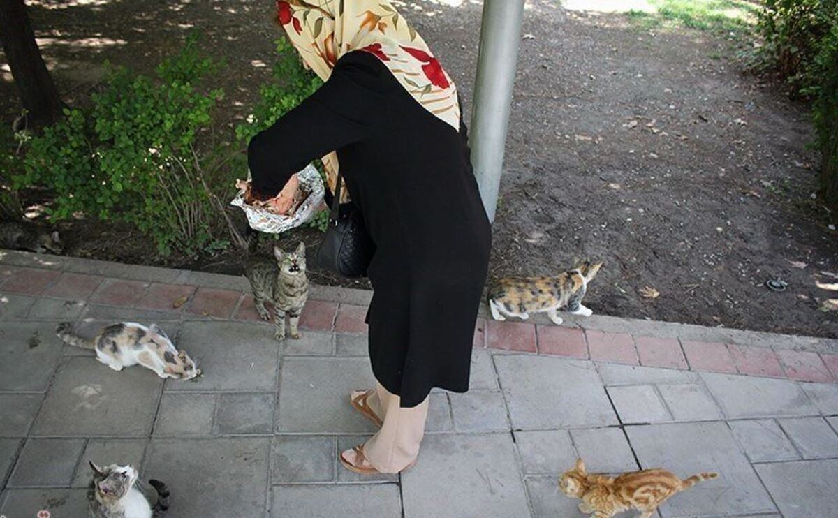 صحبتهای عجیب یک استاد دانشگاه در صدا و سیما: کسانی که به گربهها غذا میدهند «از خارج از کشور پول میگیرند» + فیلم صحبتهای عجیب یک استاد دانشگاه در صدا و سیما: کسانی که به گربهها غذا میدهند «از خارج از کشور پول میگیرند» + فیلم
