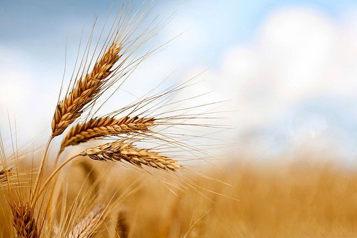 خبر خوش برای کشاورزان / واریز مطالبات گندمکاران سرعت گرفت
