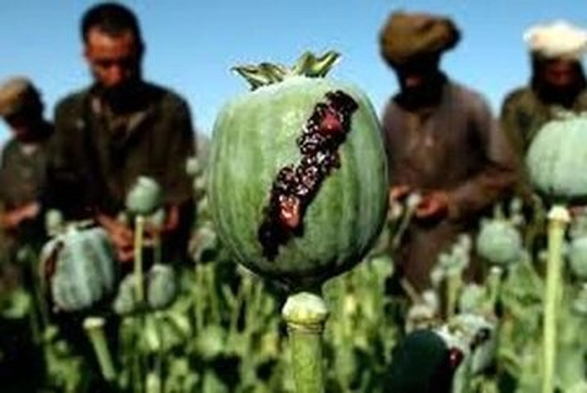 واکنش ستاد مبارزه با مواد مخدر درباره آزاد شدن کشت خشخاش واکنش ستاد مبارزه با مواد مخدر درباره آزاد شدن کشت خشخاش