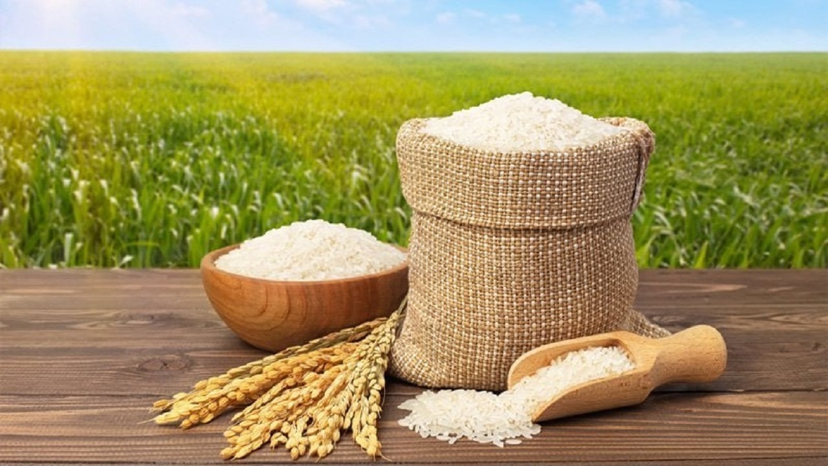 قیمت برنج ایرانی شهریور ۱۴۰۴ / برنج هاشمی درجه یک کیلویی چند؟ + جدول قیمت برنج ایرانی شهریور ۱۴۰۴ / برنج هاشمی درجه یک کیلویی چند؟ + جدول