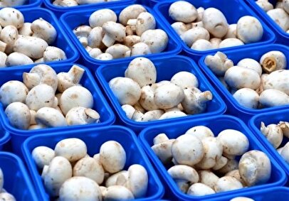 افزایش ۳ برابری قیمت قارچ طی ماه‌های اخیر دور از چشم ناظران