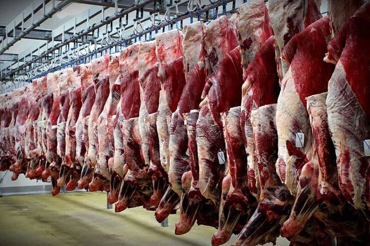 افزایش ۲۸ درصدی تولید گوشت قرمز/ تهران قطب اصلی تولید گوشت کشور افزایش ۲۸ درصدی تولید گوشت قرمز/ تهران قطب اصلی تولید گوشت کشور