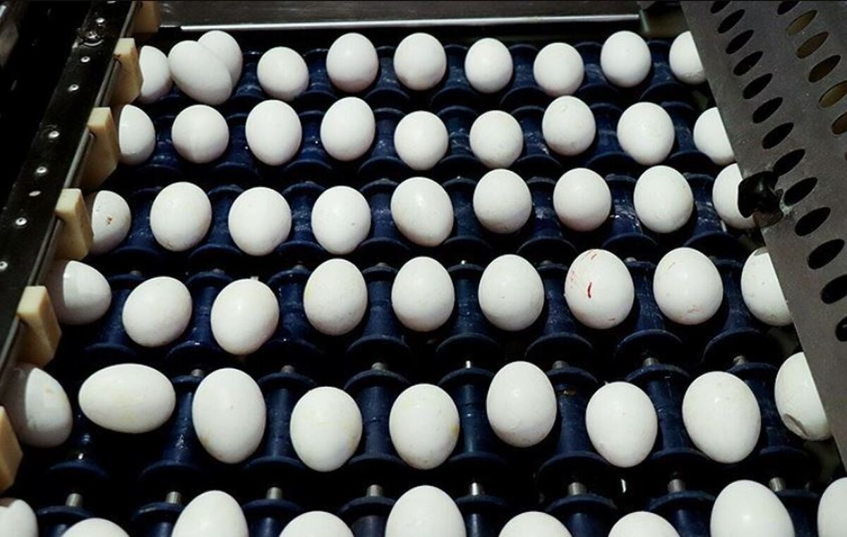 افزایش قیمت تخم مرغ درب مرغداری