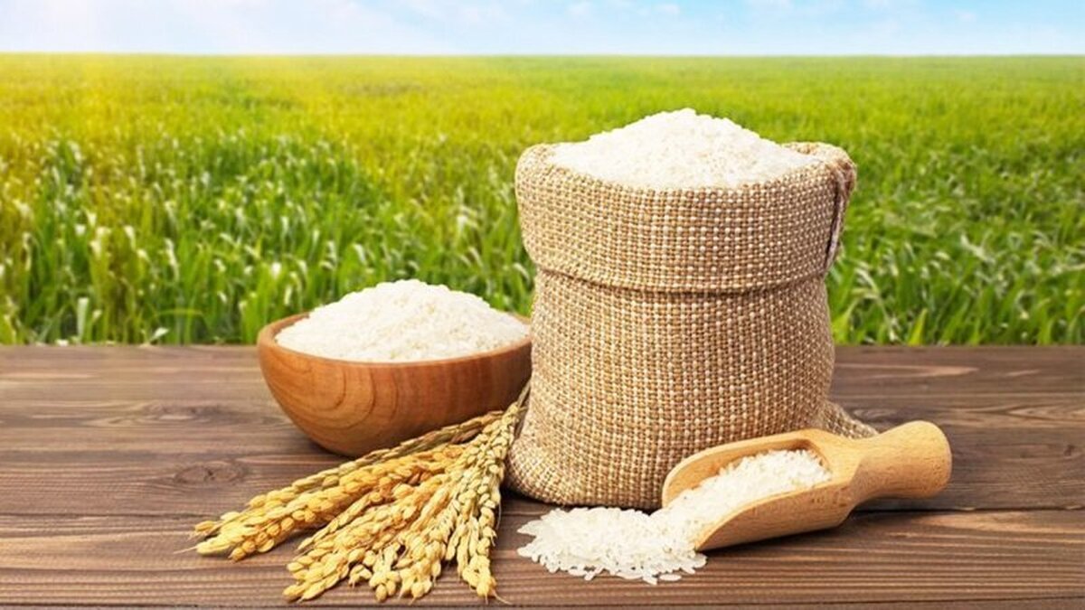 لیست قیمت برنج ایرانی ۱۷ مهرماه ۱۴۰۴ / برنج ایرانی هاشمی، طارم، عنبربو و...را کیلویی چند بخریم؟ + جدول لیست قیمت برنج ایرانی ۱۷ مهرماه ۱۴۰۴ / برنج ایرانی هاشمی، طارم، عنبربو و...را کیلویی چند بخریم؟ + جدول