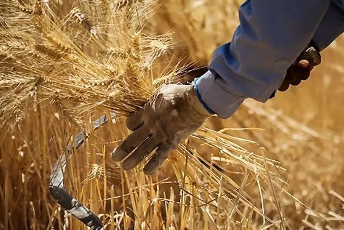 مطالبات گندمکاران تمام و کمال پرداخت شد