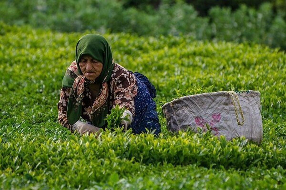 آخرین وضعیت پرداخت مطالبات چایکاران آخرین وضعیت پرداخت مطالبات چایکاران
