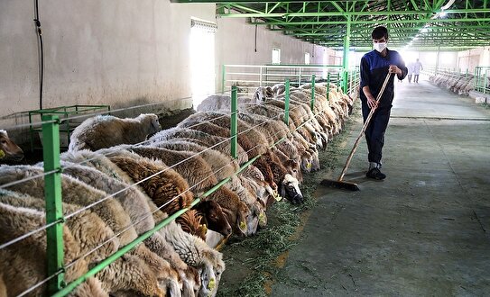 زنگ خطر برای بازار گوشت قرمز/ افت محسوس تولید دام سبک در تابستان ۱۴۰۴