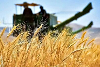 نرخ خرید تضمینی گندم ۱۴۰۴ـ۱۴۰۵ اعلام شد