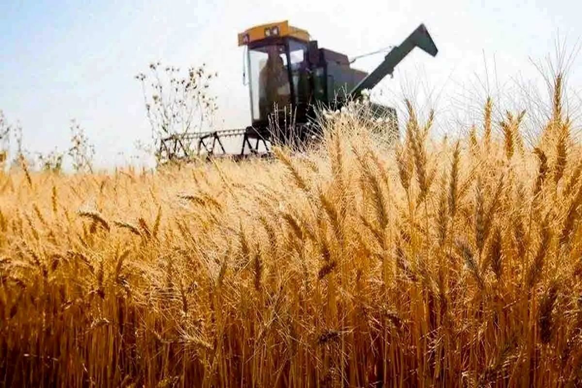 خبر خوش برای گندمکاران/ نرخ خرید تضمینی گندم افزایش یافت خبر خوش برای گندمکاران/ نرخ خرید تضمینی گندم افزایش یافت