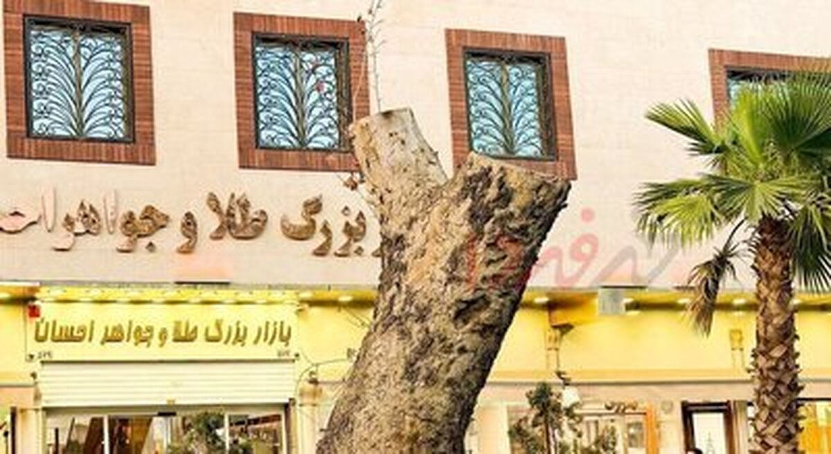 دلیل قطع درخت کهنسال خیابان ۱۵ خرداد چیست؟ دلیل قطع درخت کهنسال خیابان ۱۵ خرداد چیست؟