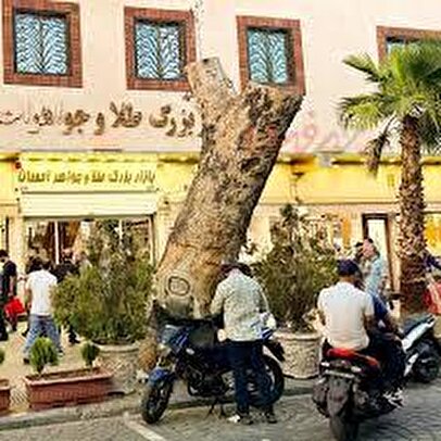 دلیل قطع درخت کهنسال خیابان ۱۵ خرداد چیست؟