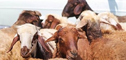 قیمت گوسفند و گوساله در بازار دام زنده سر به فلک کشید