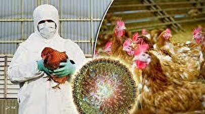 شیوع آنفلوآنزای مرغی در کشور/ در این ماه منتظر پیک آنفلوآنزا باشید