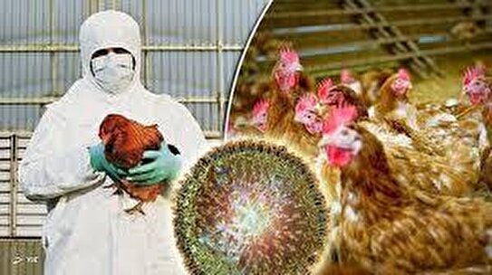 شیوع آنفلوآنزای مرغی در کشور/ در این ماه منتظر پیک آنفلوآنزا باشید