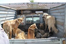 شهرداری با سگهای ولگرد چه میکند؟ / جمعآوری روزانه ۳۰ سگ در تهران