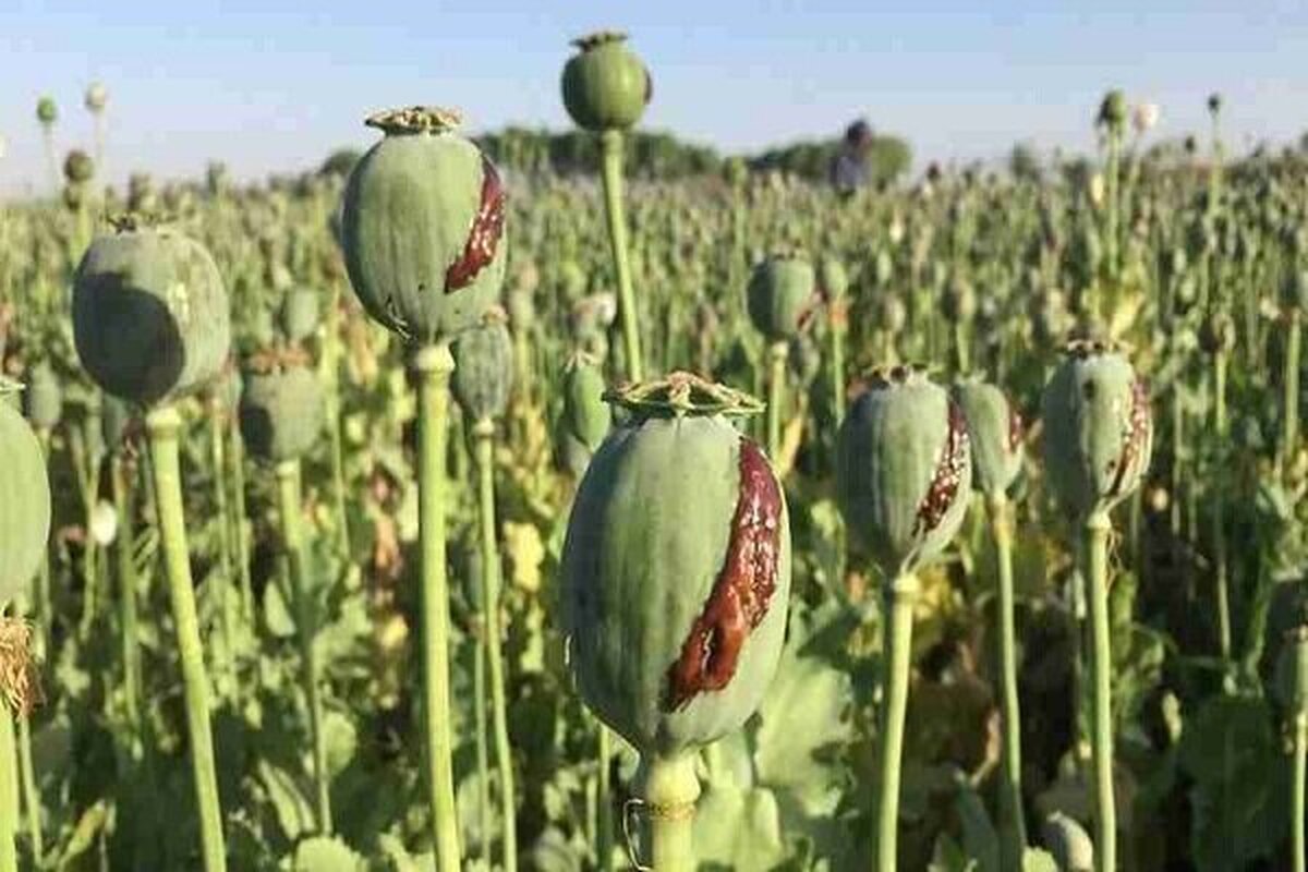 شرایط کاشت قانونی خشخاش در کشور اعلام شد شرایط کاشت قانونی خشخاش در کشور اعلام شد