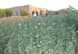 احیای یک قانون پس از ۵۷ سال؛ کشت خشخاش در ایران دوباره قانونی می‌شود؟
