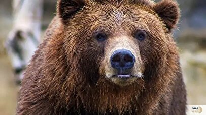 خرس قهوهای ۵ ساله به آتش کشیده شد