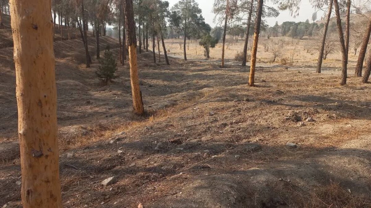 ۱۰ هزار درخت پارک چیتگر خشک شد/ ماجرا چیست؟