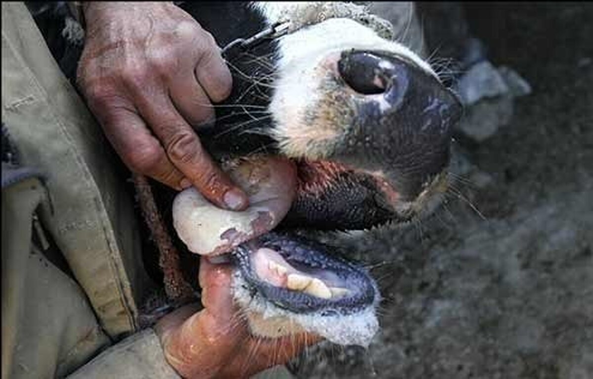 آخرین وضعیت شیوع تب برفکی در میان دام‌های کشور