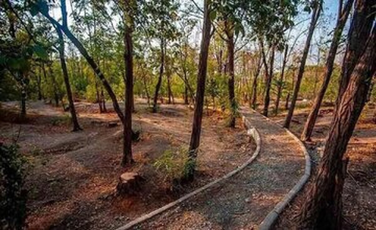 درختان پارک چیتگر در یک قدمی مرگ+ فیلم