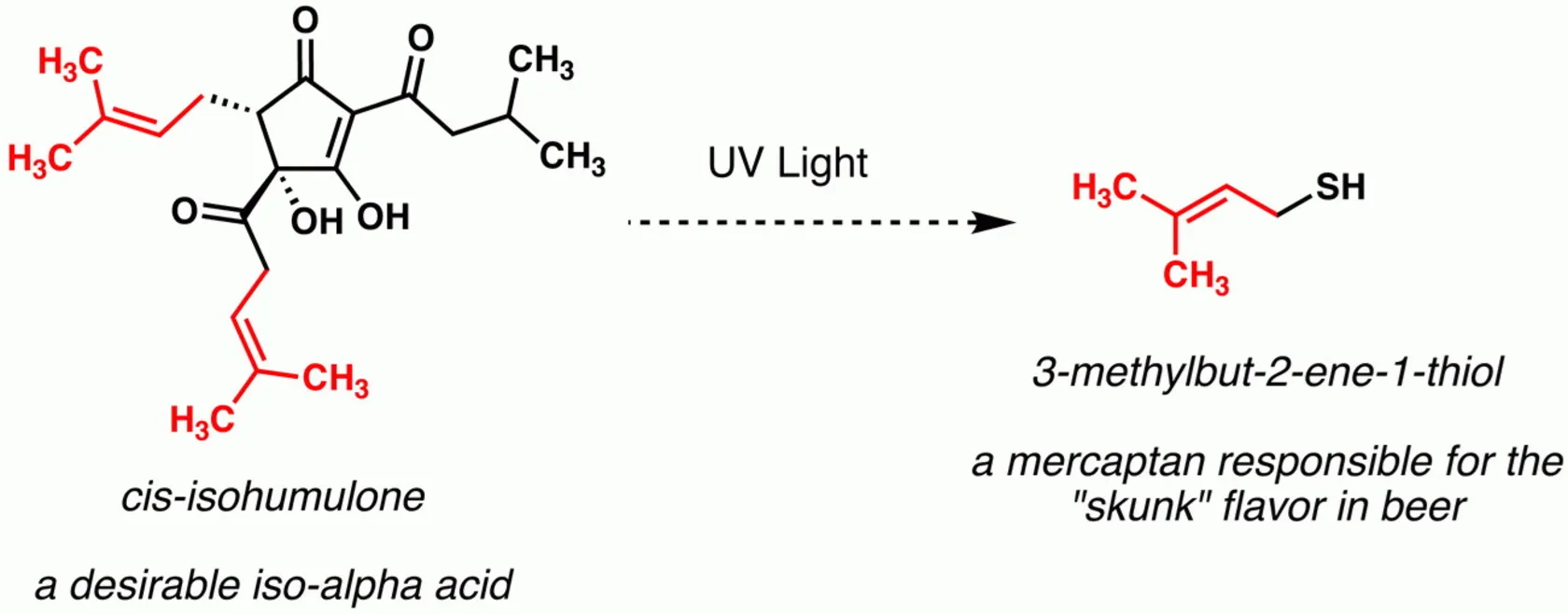 چرا بطری‌ ماءالشعیر سبز یا قهوه‌ای است؟/ ‎پاسخ شما را شگفت‌زده خواهد کرد