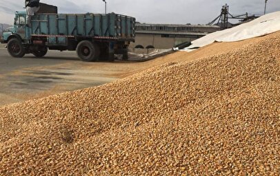 قیمت مرغ و گوشت پایین می‌آید؟ / توزیع یک میلیون تن نهاده دامی وارداتی در سراسر کشور