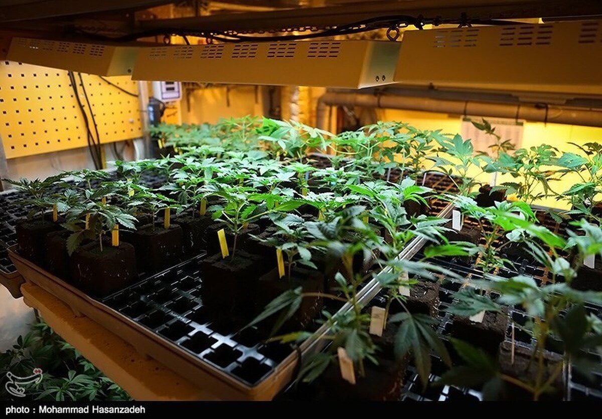 بزرگترین کشف ماریجوانا توسط پلیس در استان تهران