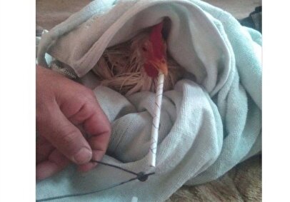 بیانیه رسمی اتحادیه مرغداران درباره ادعای جنجالی مرغ تریاکی