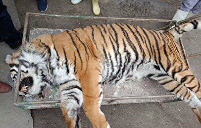 یک ببر در پارک الیمالات چمستان تلف شد / انتشار فیلمی از وضعیت نامناسب این ببر