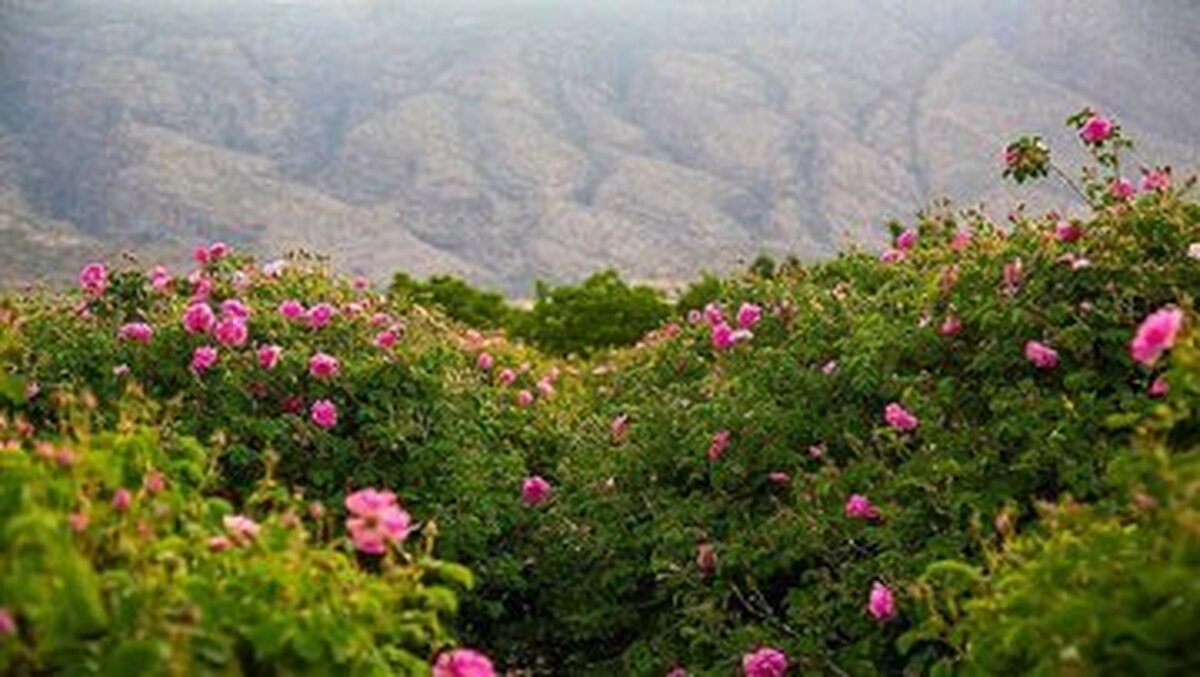 عربستان گل محمدی ایرانی را به نام خود ثبت کرد؟/ اصل ماجرا چیست؟