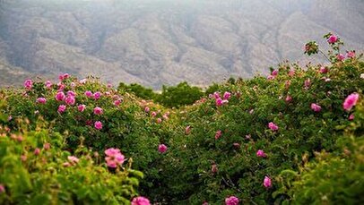 عربستان گل محمدی ایرانی را به نام خود ثبت کرد؟/ اصل ماجرا چیست؟