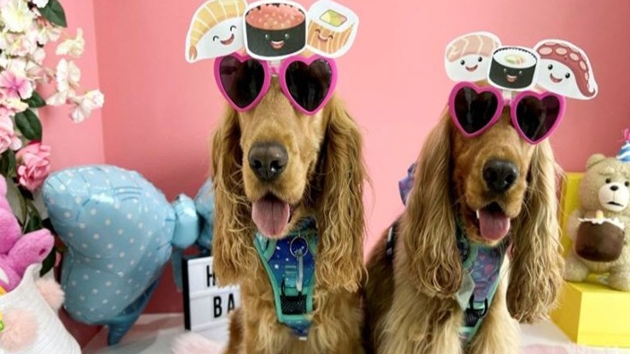 از عجایب لاکچری بازی در تهران؛ از کتلت تا پیتزا مخصوص/ رونمایی از کافه سگ‌ها در تهران! +عکس